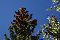 Bow River