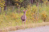 white tailed deer
