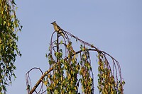 Cederpestvogel