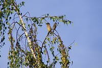 Cederpestvogel