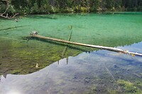 Olive Lake