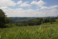 landschap