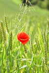 klaproos