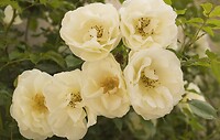 DSC00006-01