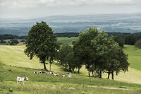 DSC00052-01