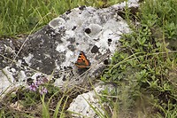 DSC00050-01