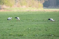 DSC04608 b
