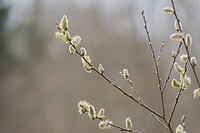 DSC04667 b