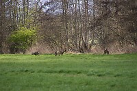 DSC04730