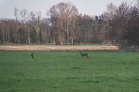 reetjes