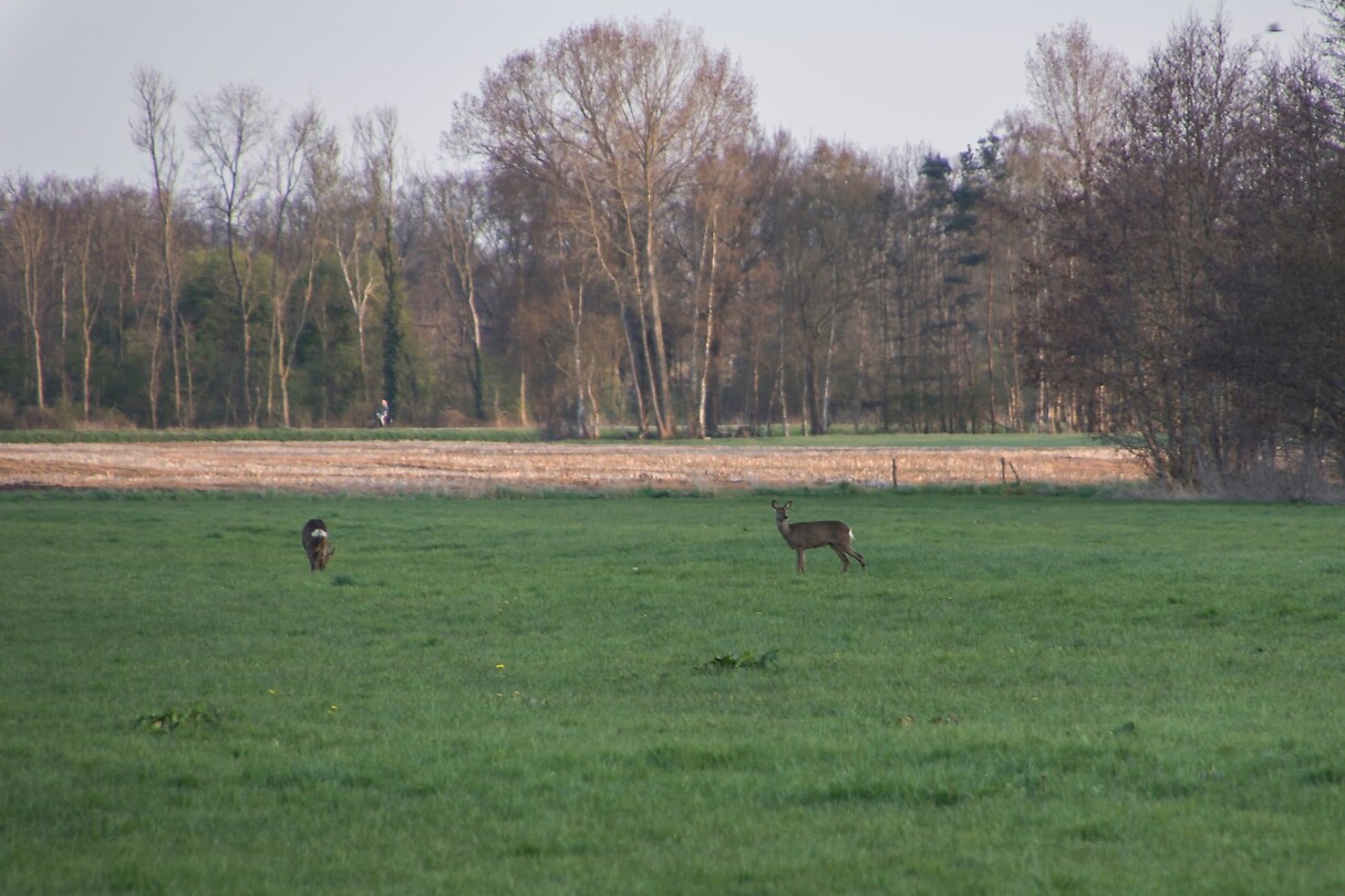 reetjes