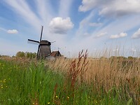 molens in de schermer