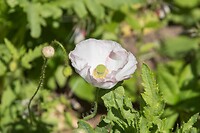 DSC06006