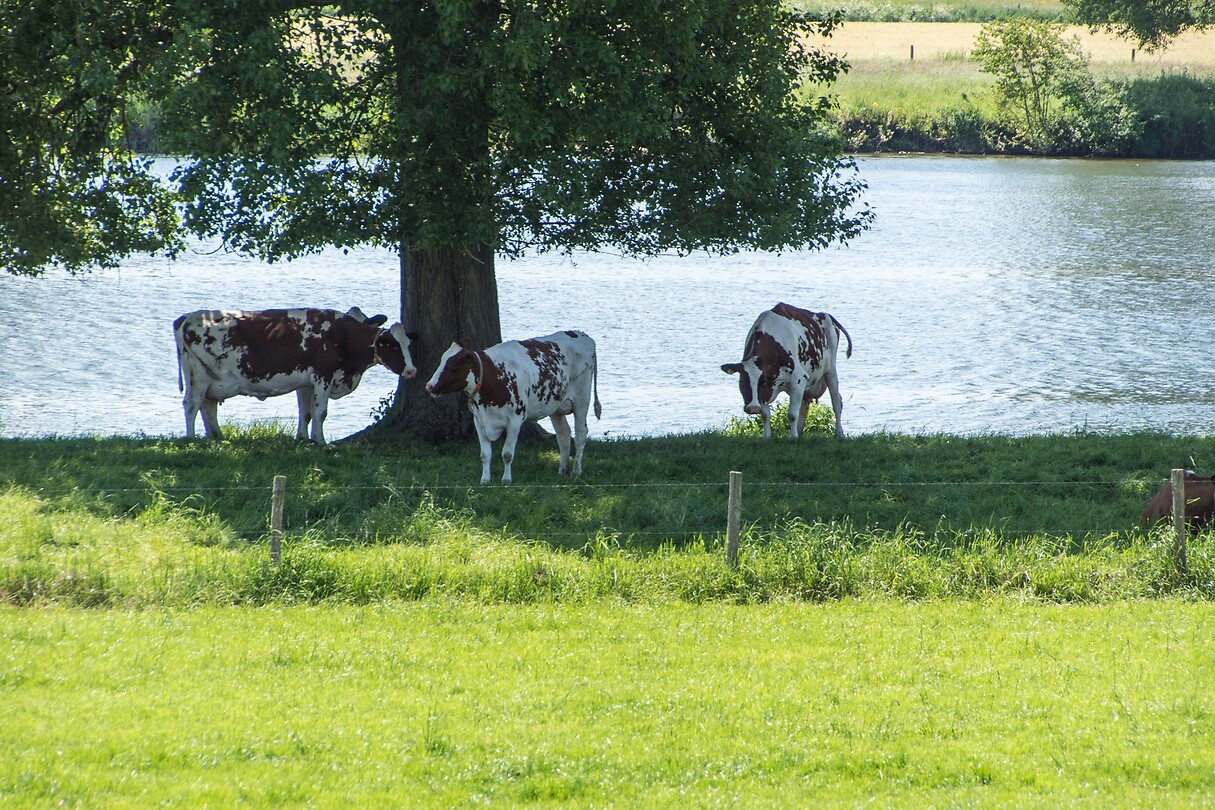 DSC06043
