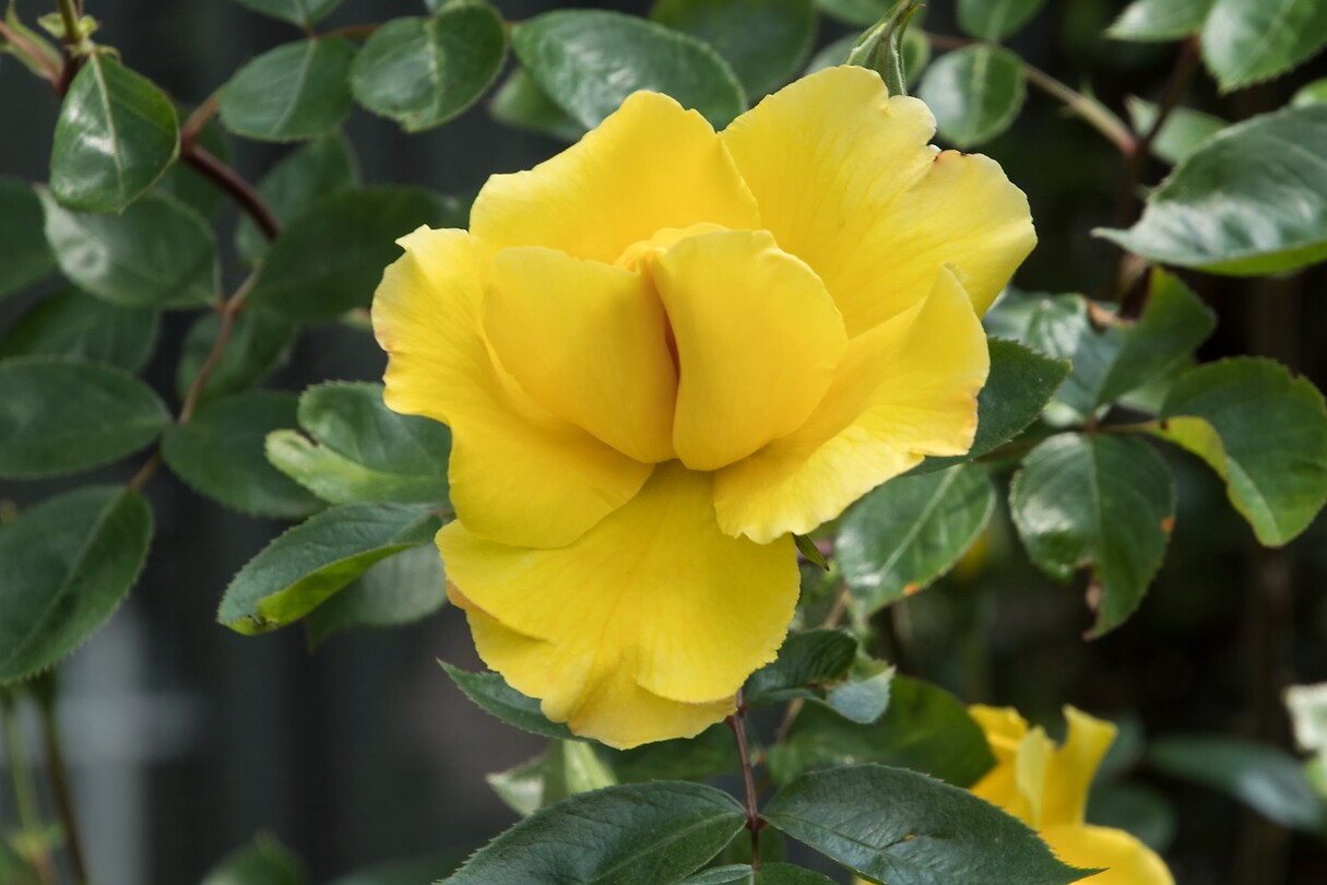 DSC06110