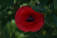 DSC06278