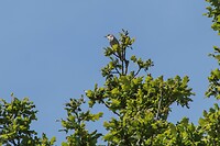 DSC06703