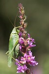 DSC08803