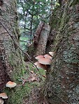 Paddenstoelen