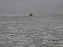 Waddenzee bezaait met ijsschotsen