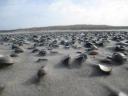 schelpen