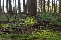 DSC00626