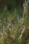 DSC00644