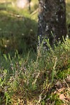 DSC00645