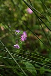 DSC00668