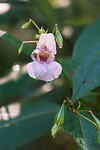 DSC00679