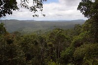 Daintree rain forest