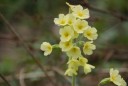 primula