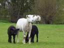 lente!