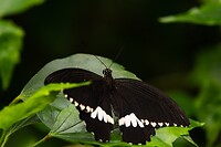 DSC03711