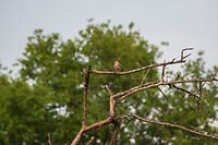 DSC04466