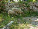 schapen