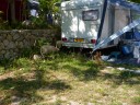 schapen bij de caravan