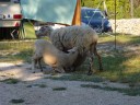 schapen