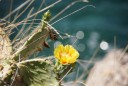 bloeiende cactus