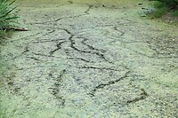 DSC06305