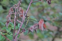 DSC06309