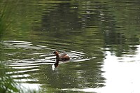 DSC06519