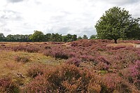 DSC06429