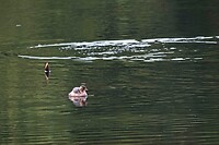 DSC06530
