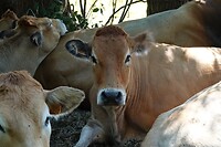 DSC06620