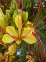 bloem