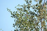 DSC06726