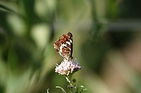DSC06742