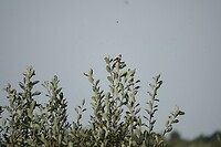 DSC06750