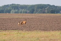 DSC07061